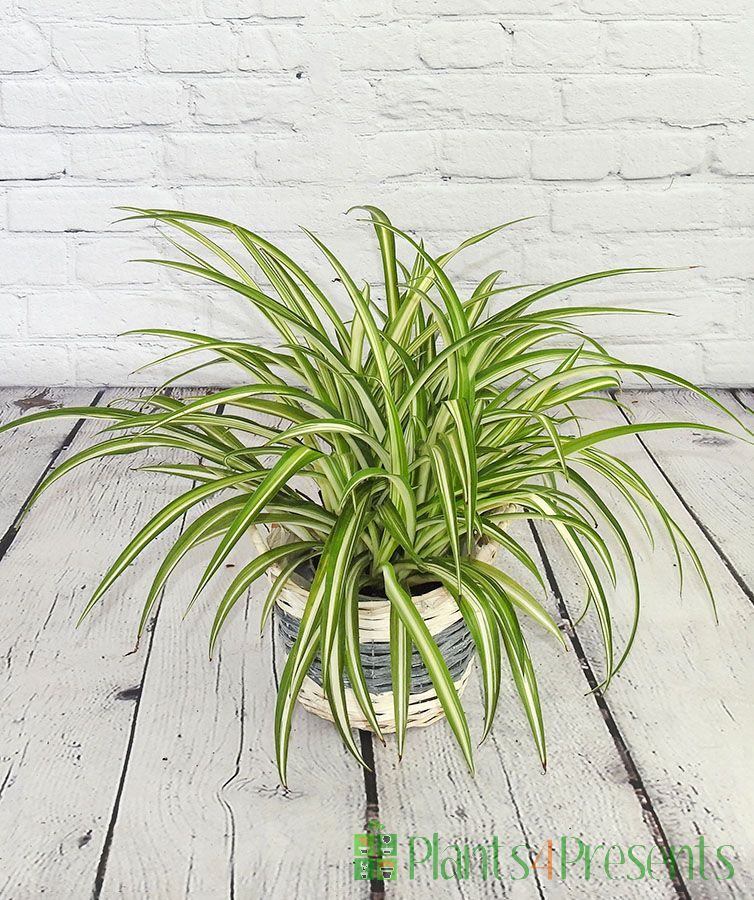 Spider plant in willow basket