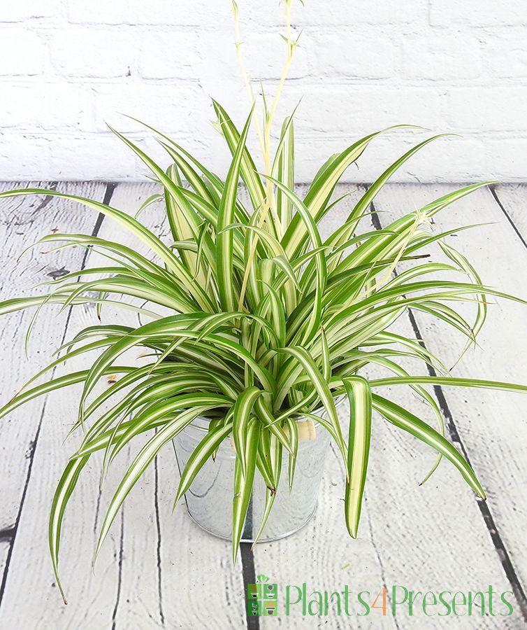 Spider plant