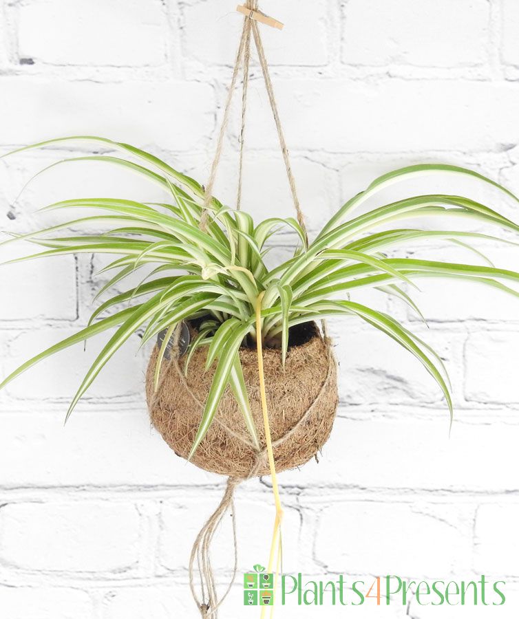 Spider Plant