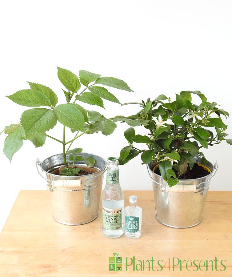 Spring Gin Gift Set
