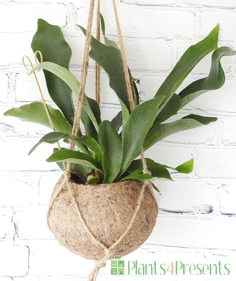 Kokodama Staghorn Fern
