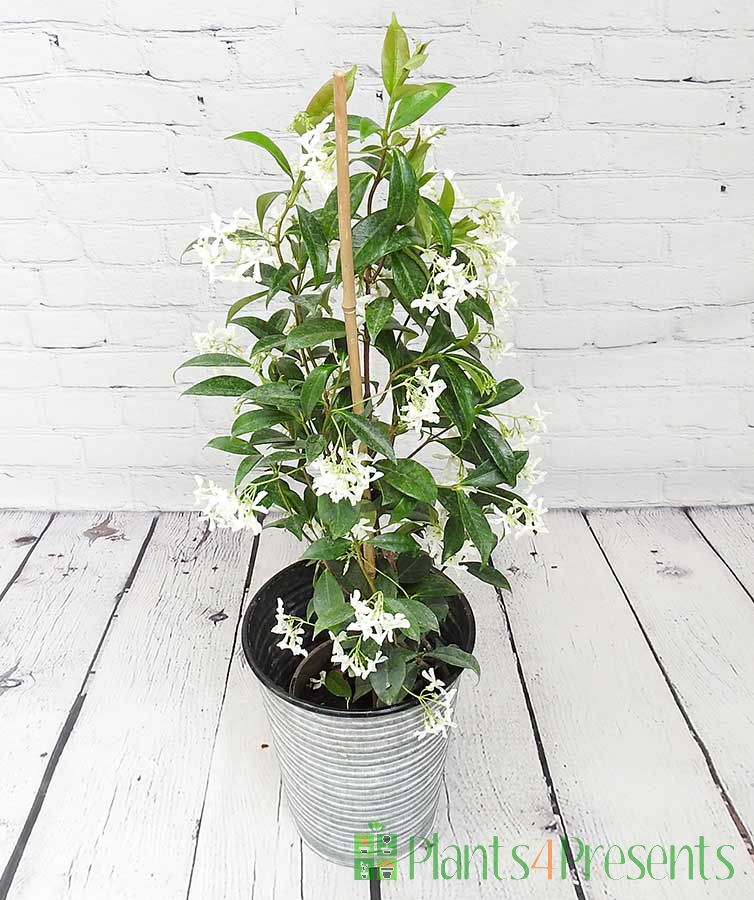 Star Jasmine in full flower