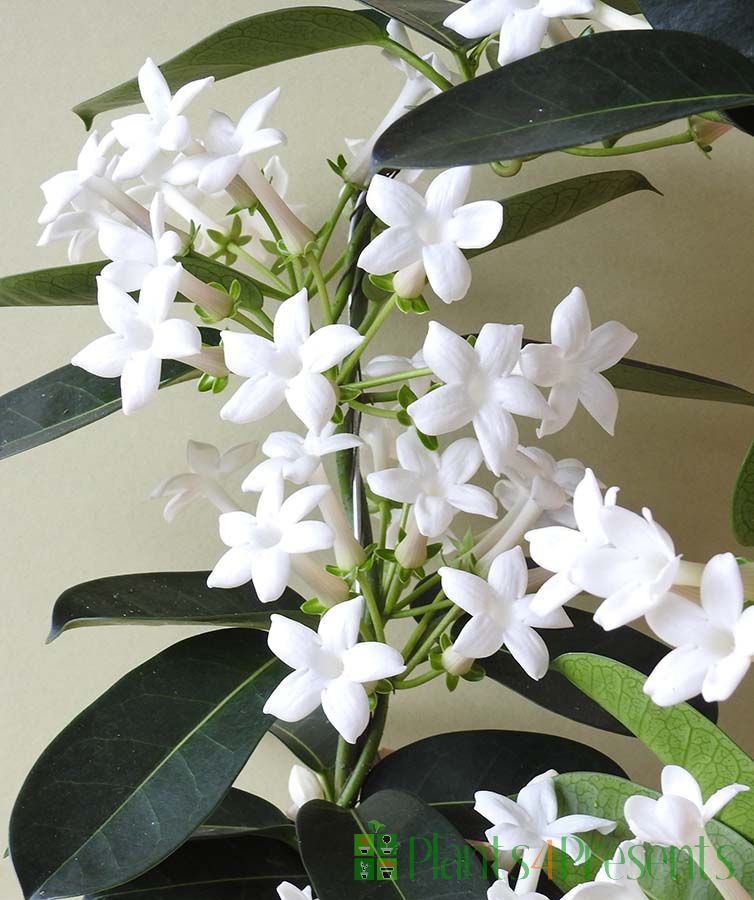 Stephanotis floribunda flowers