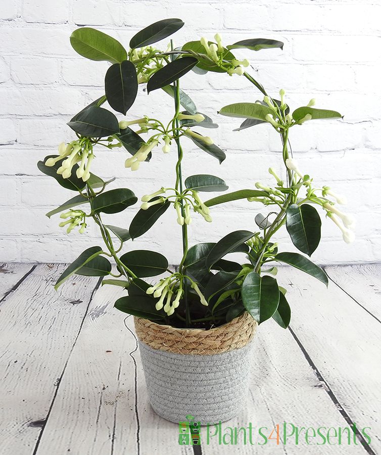 Stephanotis in a seagrass basket