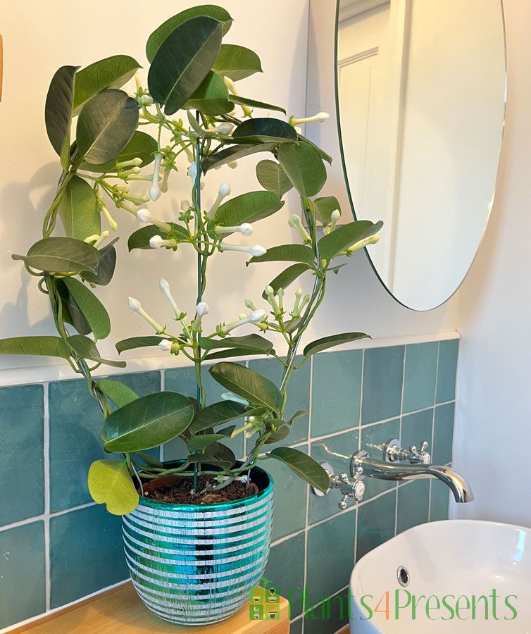 Stephanotis bathroom