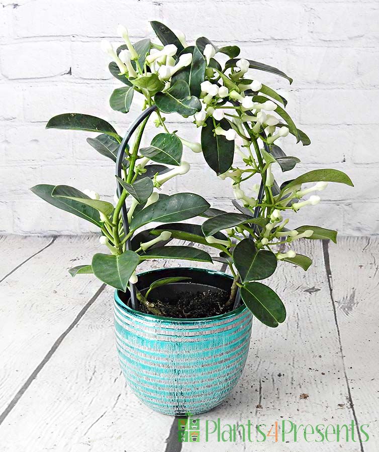 Stephanotis