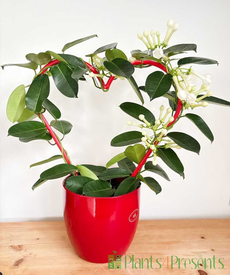 Stephanotis Heart