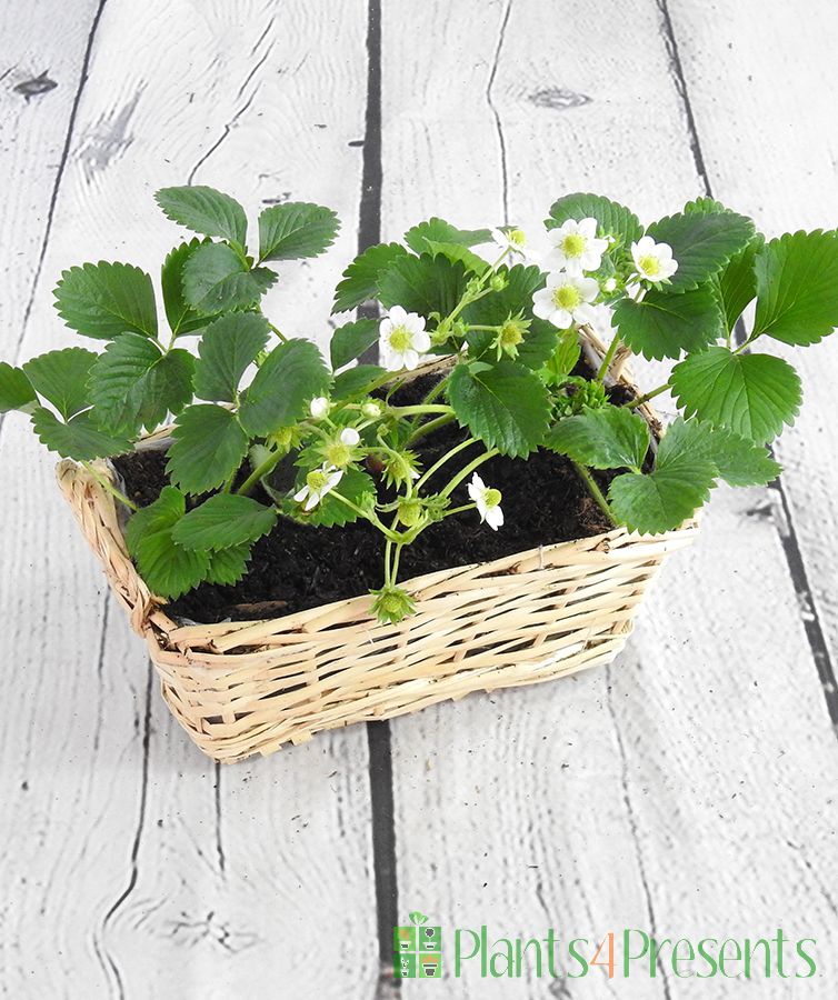 early summer strawberries