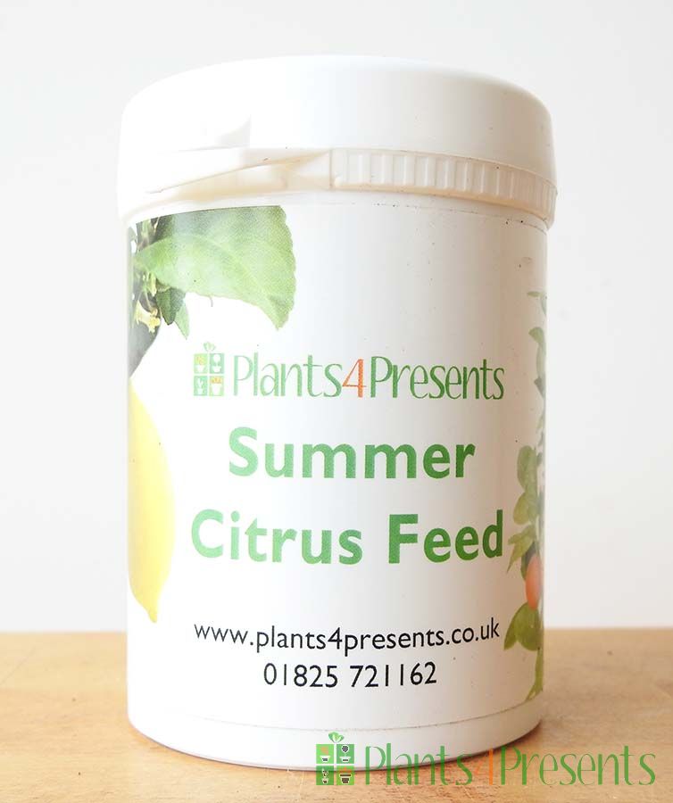 Citrus Feed SUMMER