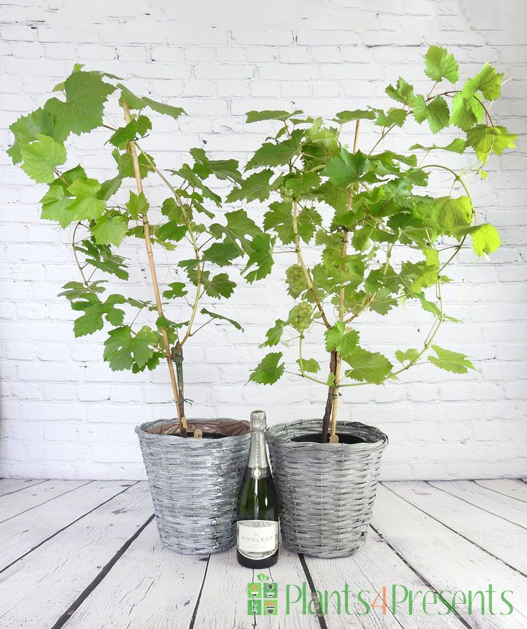 summer vines with sparkling wine