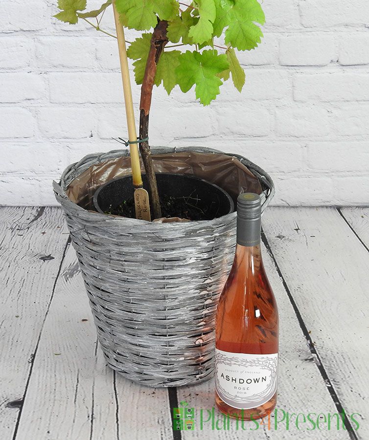 Ashdown Rose Wine