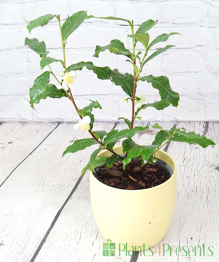 Tea Plant in flower