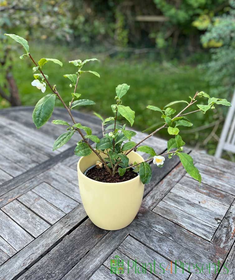 Tea plant on a patio table