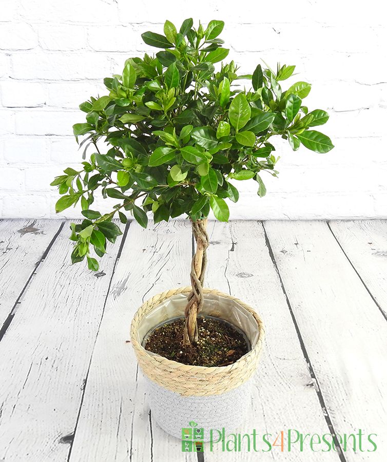 Topiary Gardenia