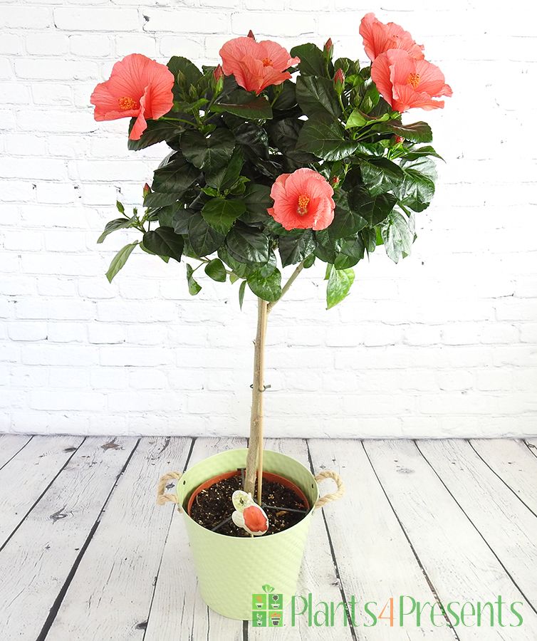 Standard hibiscus