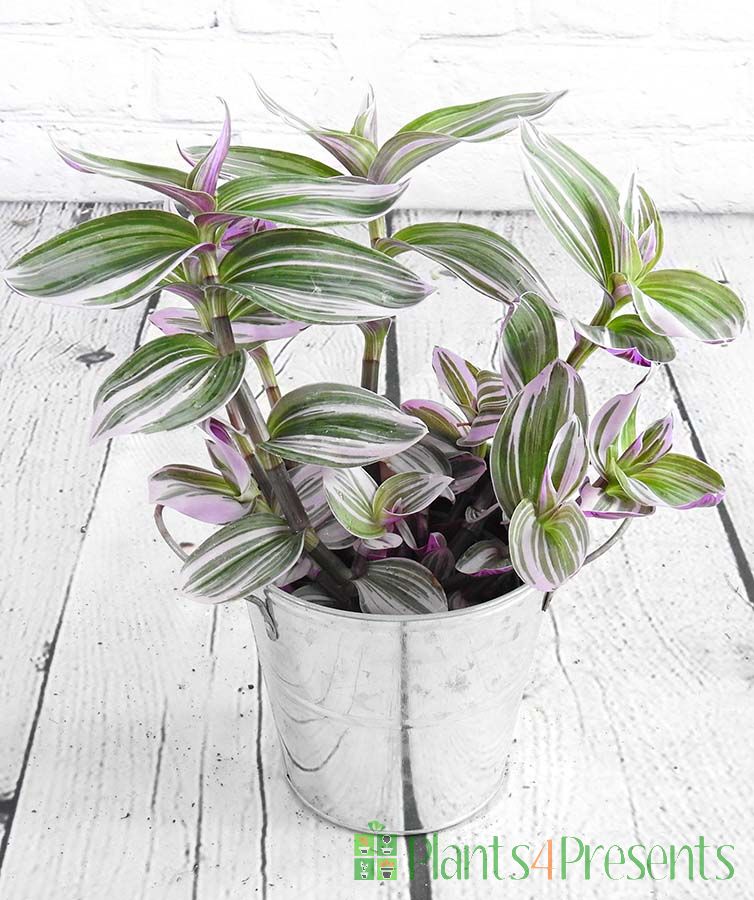 Tradescantia houseplant