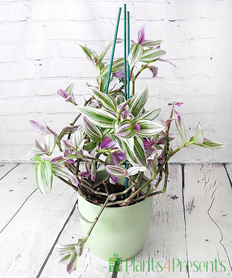 Tradescantia