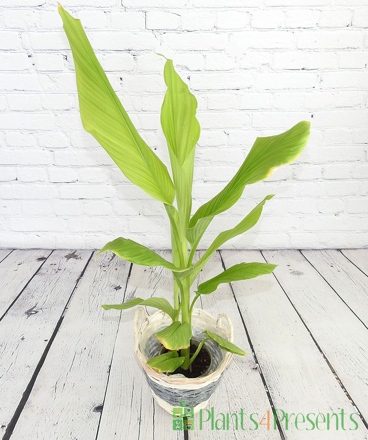 Turmeric plant in grey willow basket