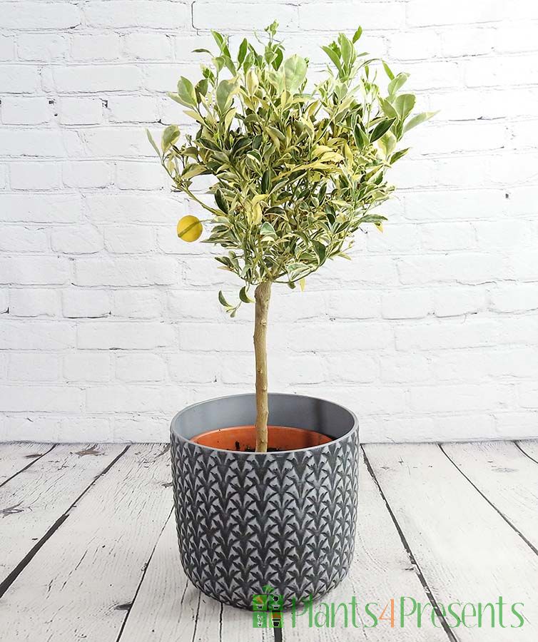 Variegated Calamondin