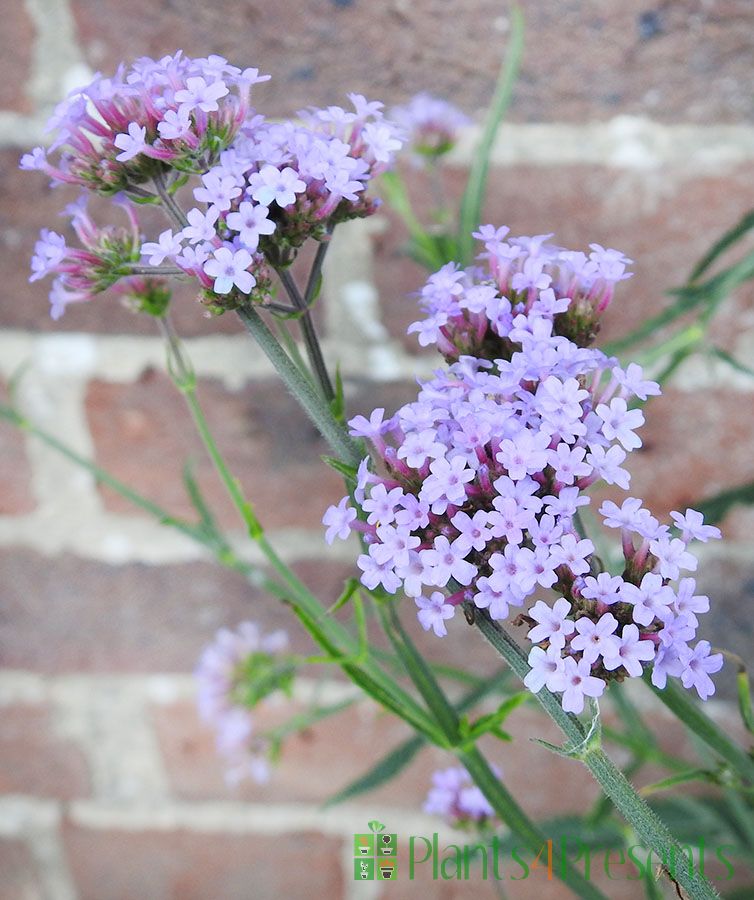 Verbena flowers