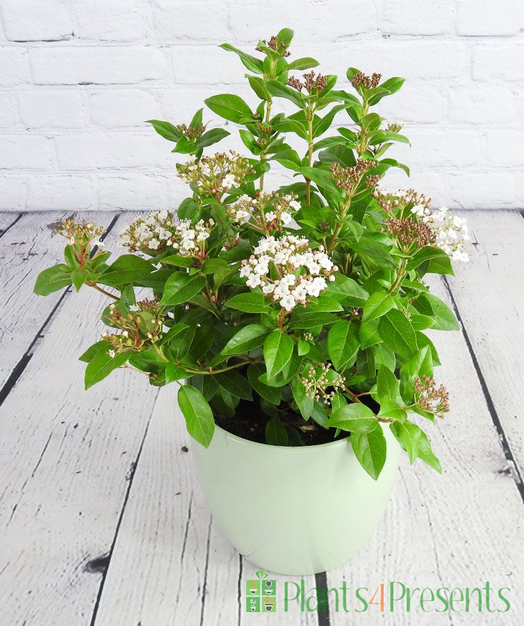 Viburnum bursting into flower