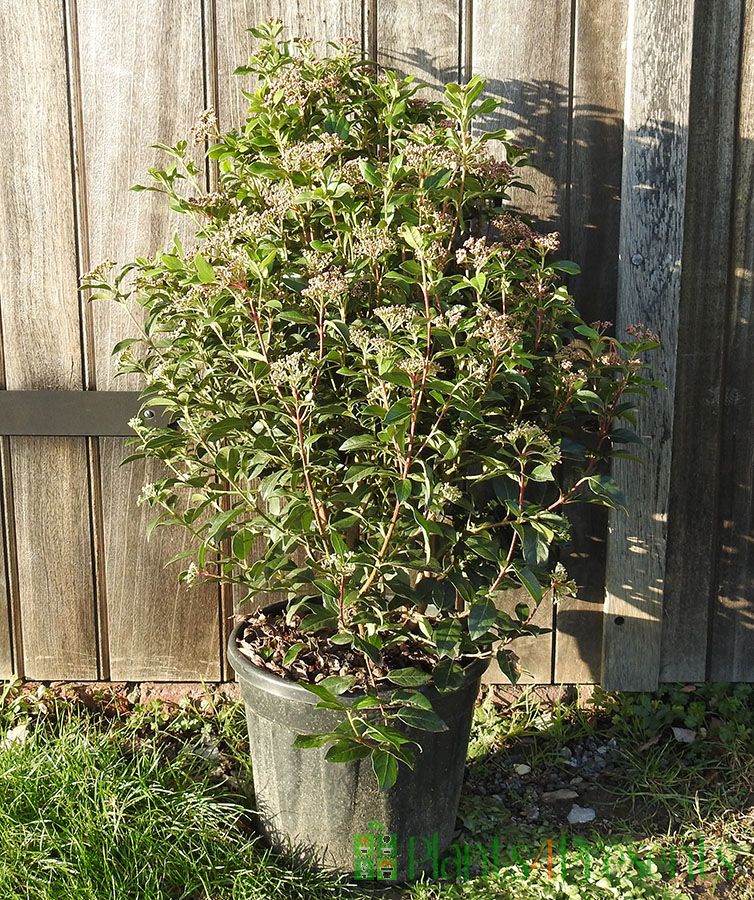 Giant Viburnum