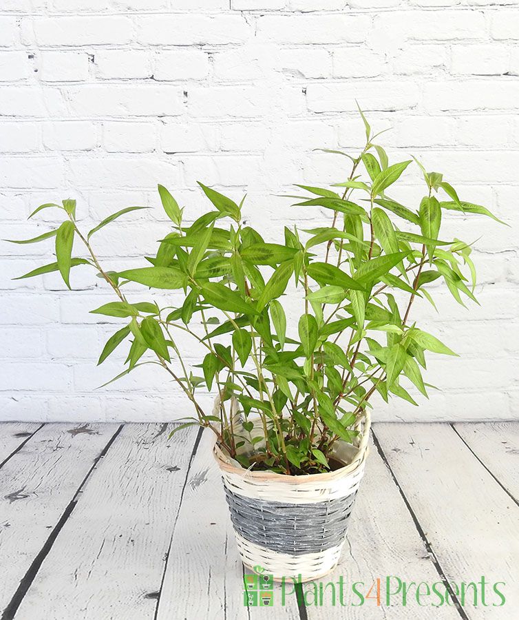 Vietnamese coriander in grey willow