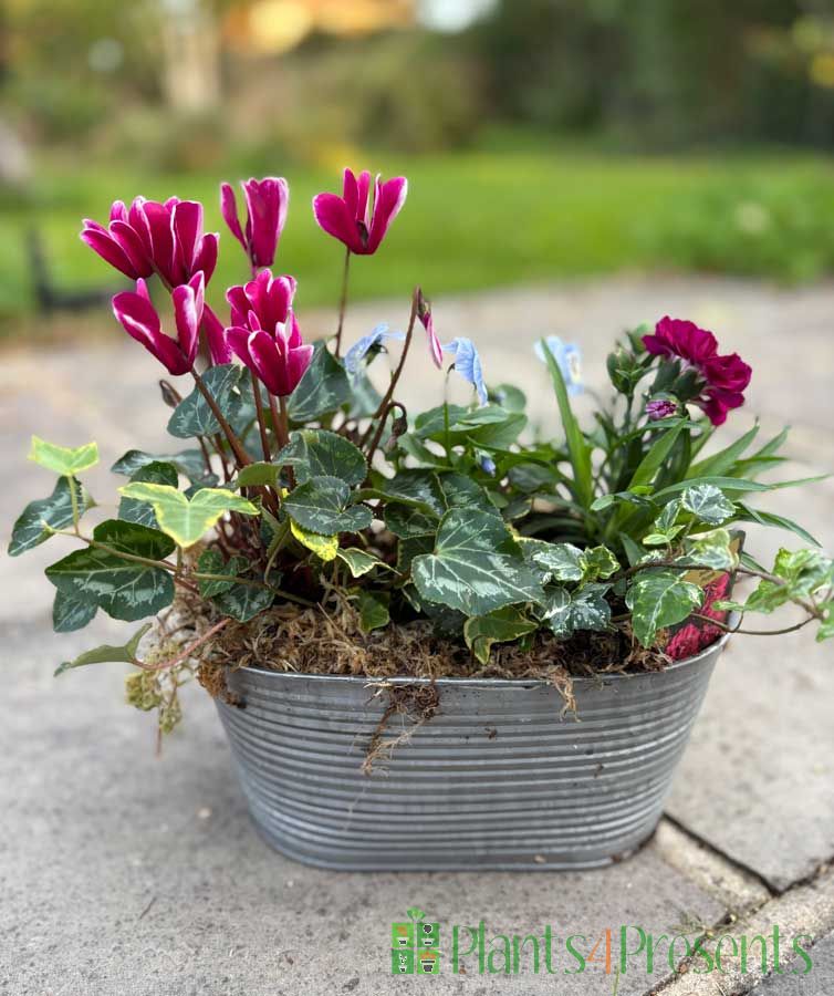 Vintage Trough Autumn
