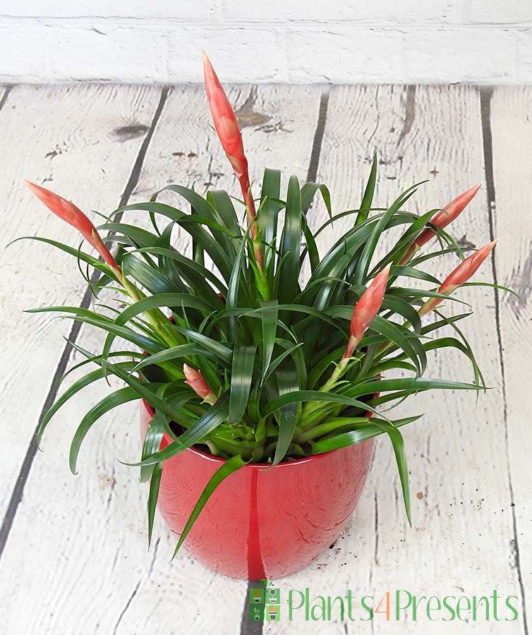 Vriesea astrid in red pot