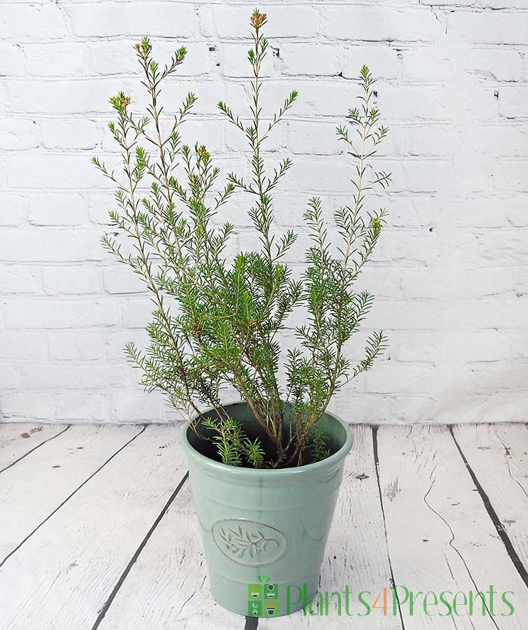 Wax flower plant in bloom