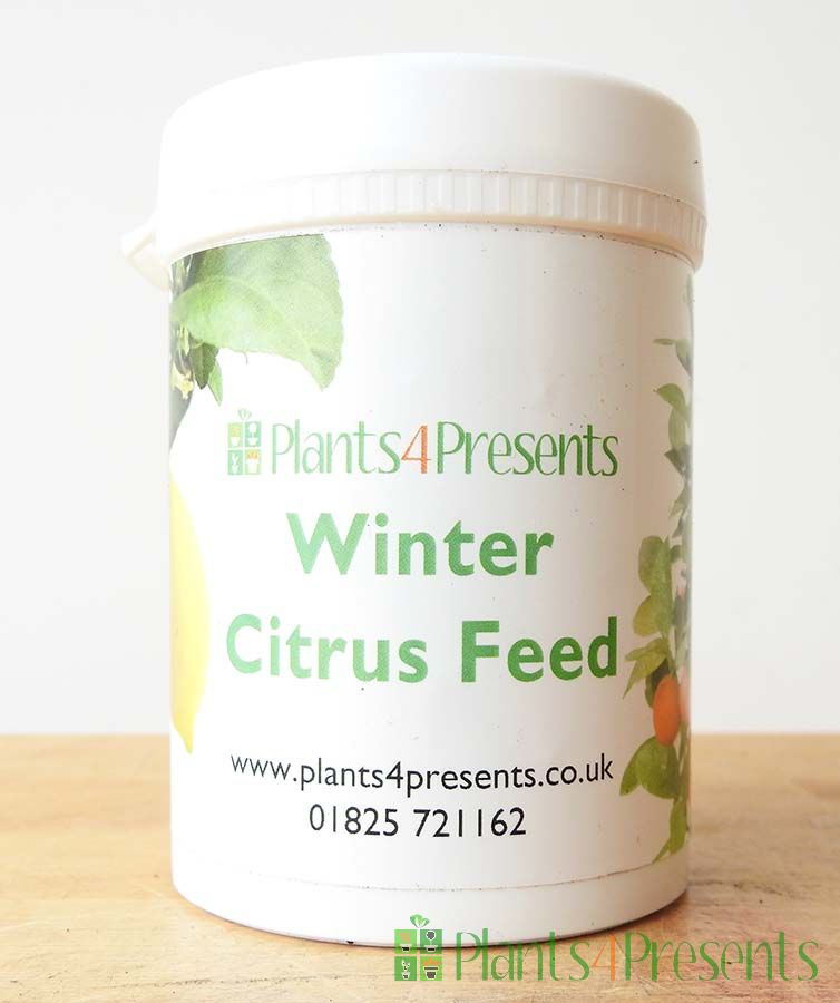 Winter Citrus Feed