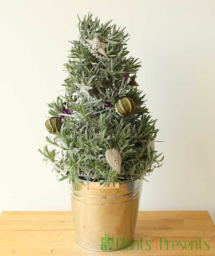 Christmas Lavender Tree