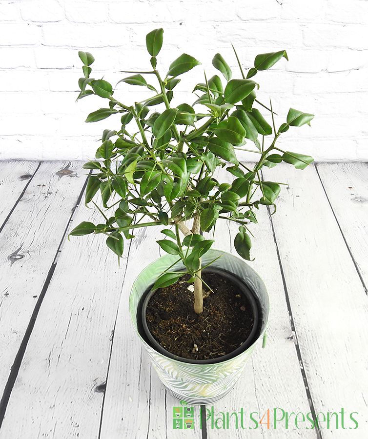 Yuzu Tree in Tropical Pail