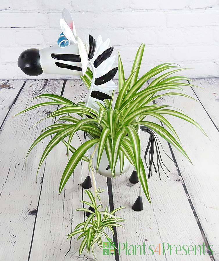 Zebra planter with spider plant