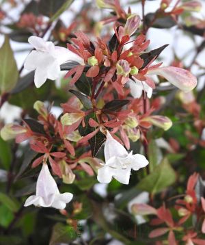 Grandiflora Abelia close up of flowers