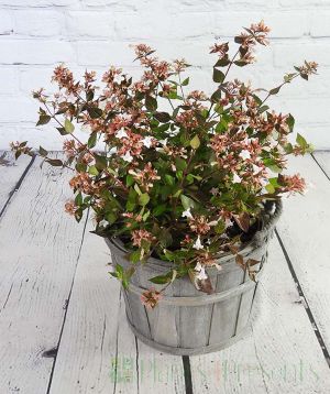 Abelia grandiflora