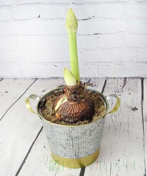 Budded Amaryllis