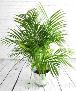 Bamboo Palm 