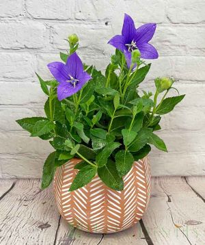 Balloon Flower in zig zag terracotta