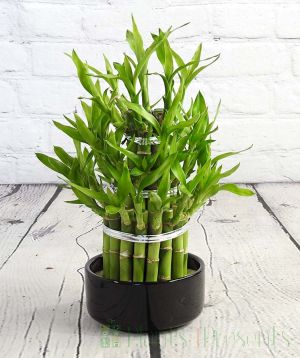 Lucky bamboo in black pot