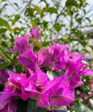 Purple bougainvillea flowers