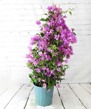 Large Bougainvillea