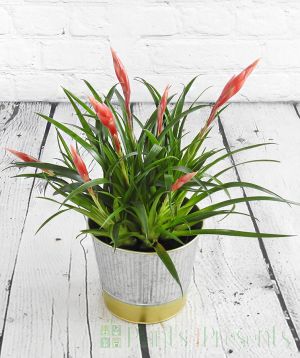 Vriesea Astrid in silver and gold pail