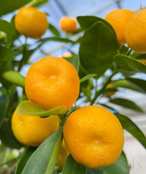 Calamondin Tree covered with orange and green fruits