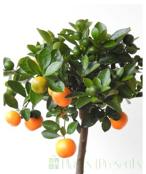 Ripe orange and green fruit