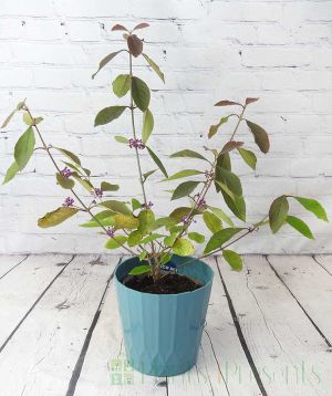 Callicarpa in Teal Recycled pot