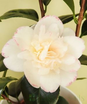 Camellia white with pink edges