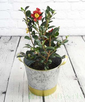 Yuletide Camellia in gold and zinc pail