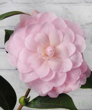 Happy Birthday Camellia Flower