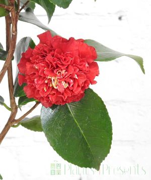 Red camellia Roger Hall